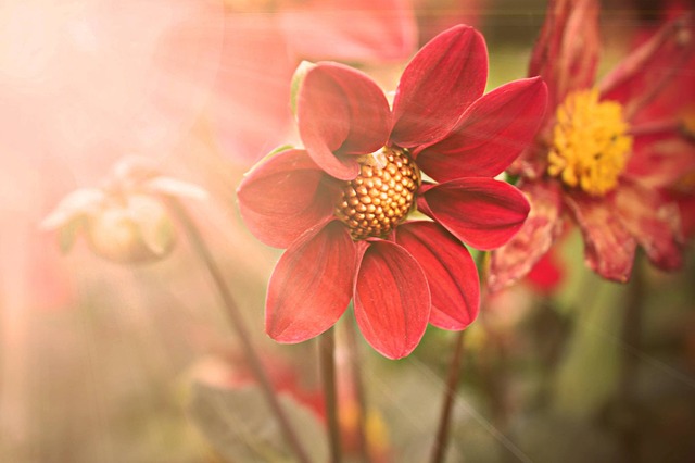 květina na slunci