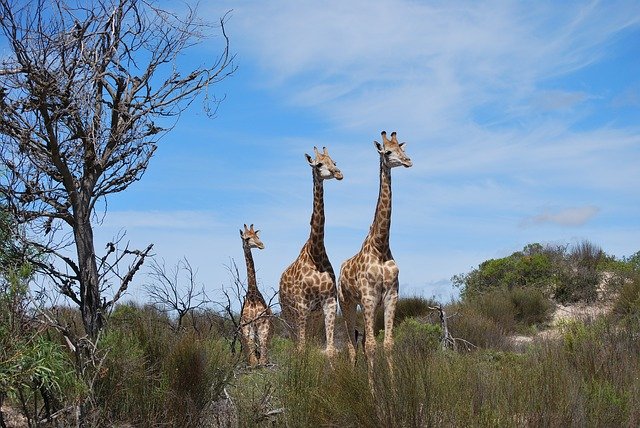 rodina žiraf.jpg